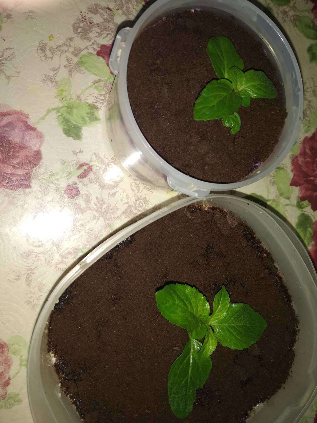 奥利奥蛋糕盒子