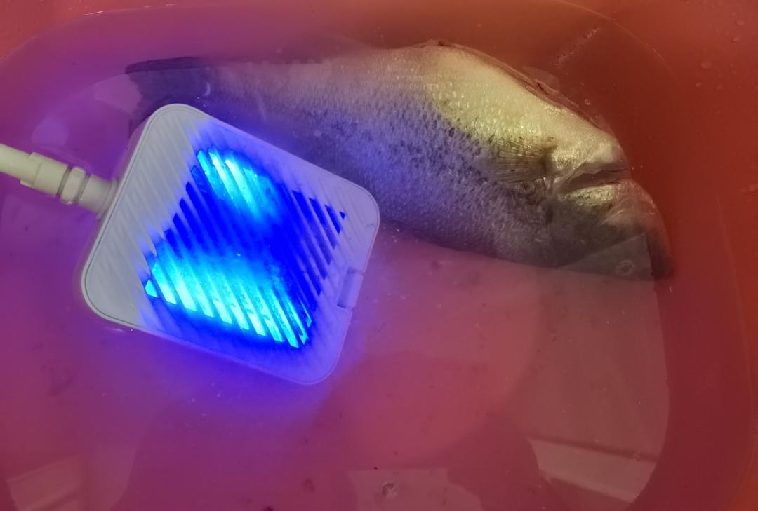👆【蒸炖锅打卡戳这】清蒸鲈鱼-3月美食日记打卡