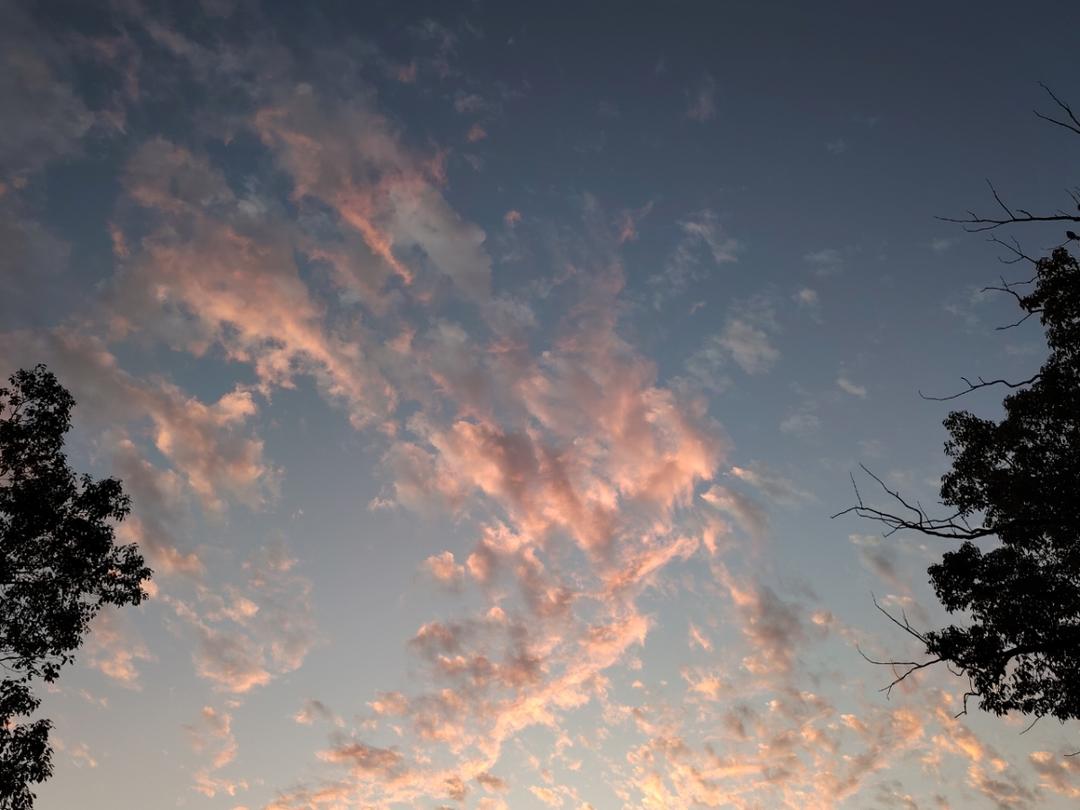 向日葵小分队zZ