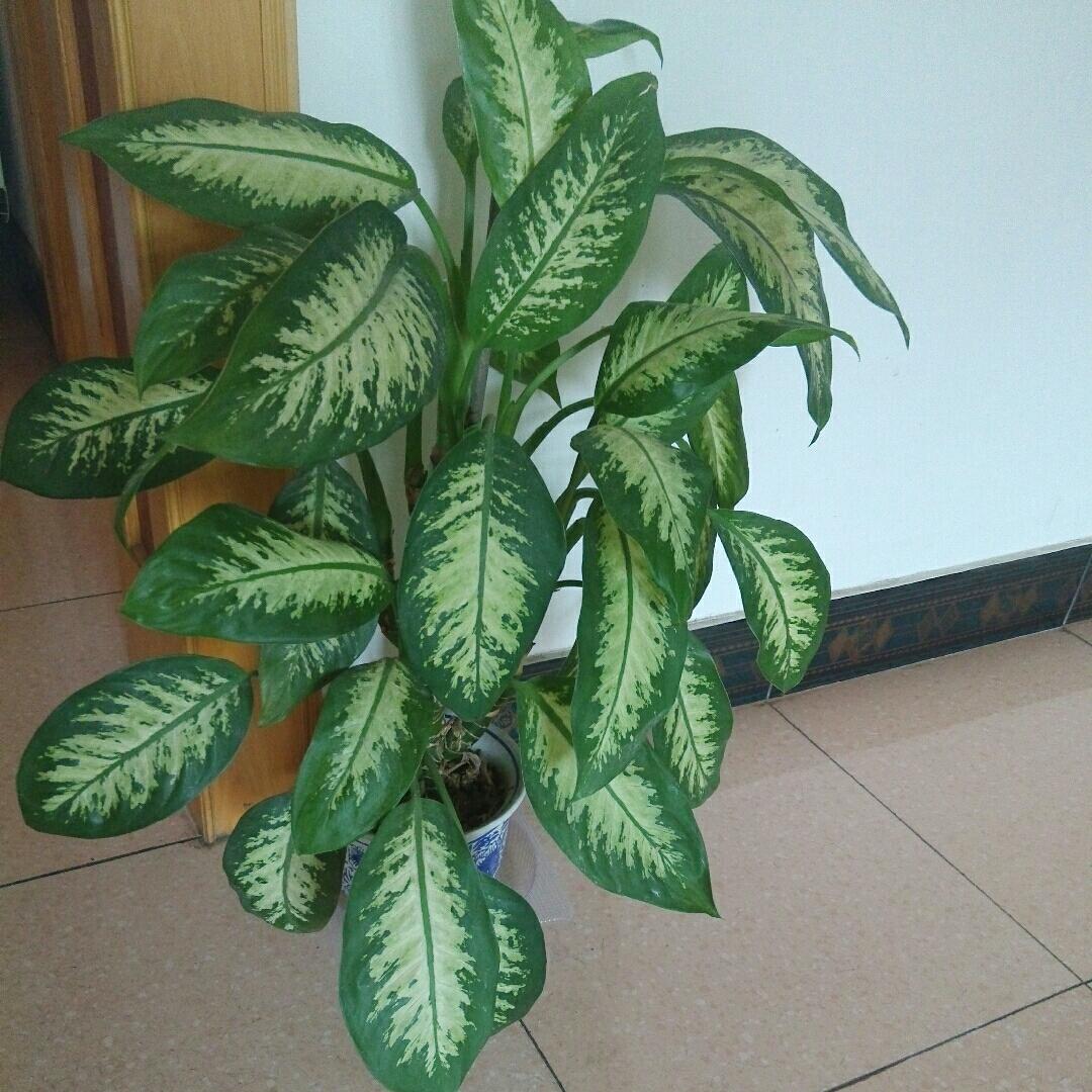 静心释然