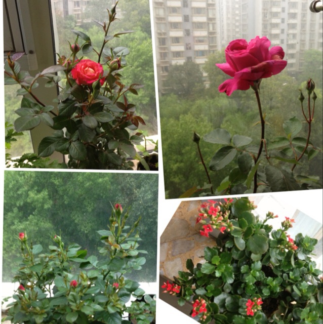 厨房、餐桌、阳台上的鲜花