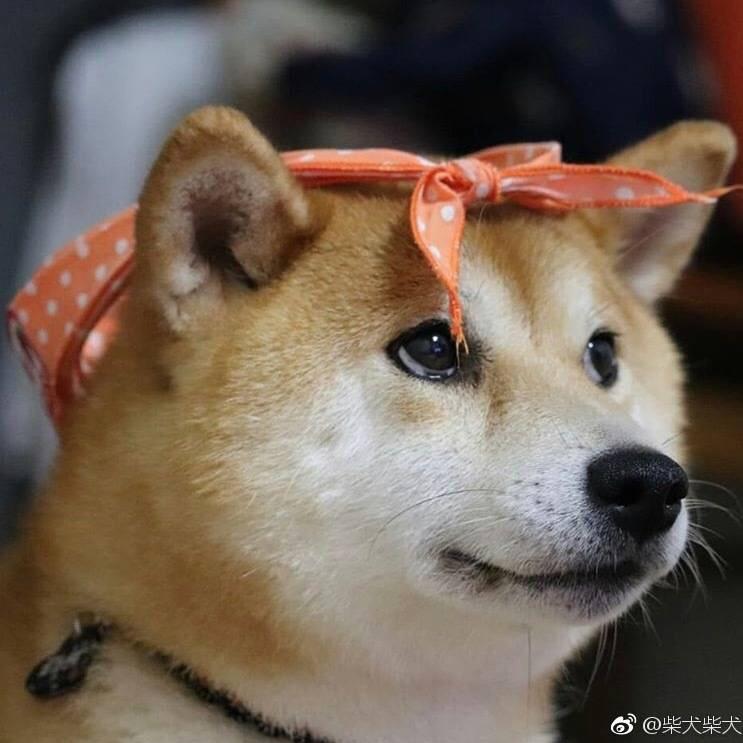 青木瓜Fish