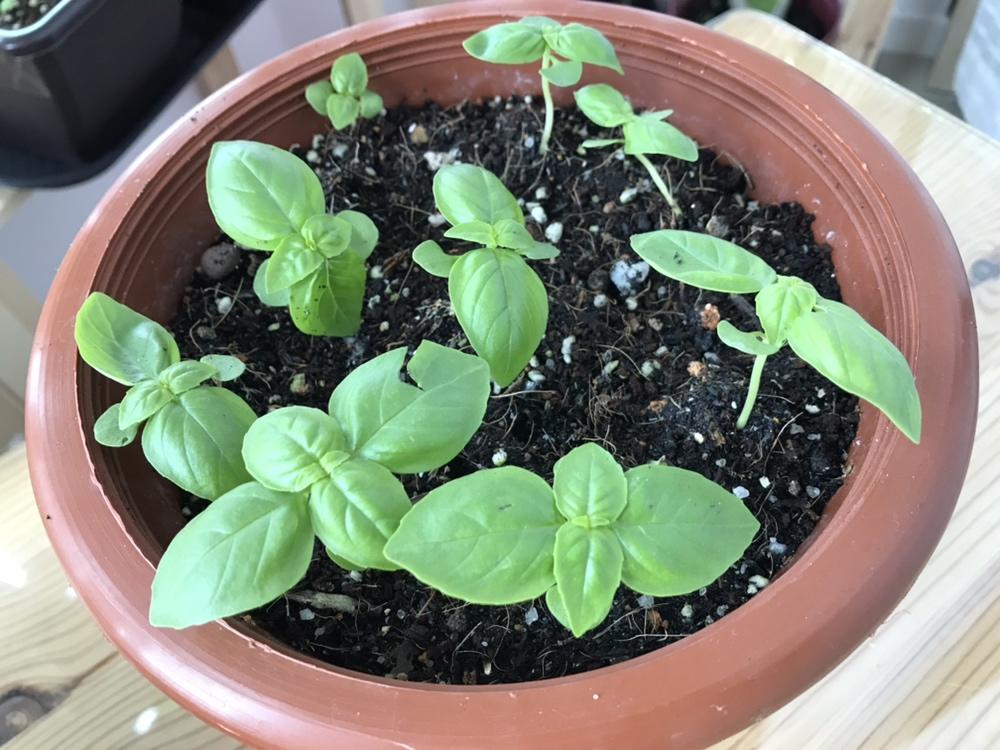 一起种罗勒（已完结）