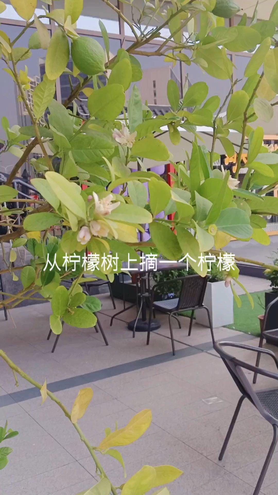 柠檬冰红茶