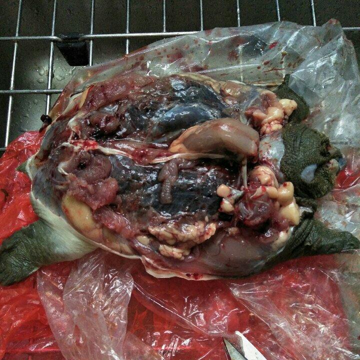 厨师长教你：“甲鱼汤”的家常做法，简单实用的小技巧，先收藏了