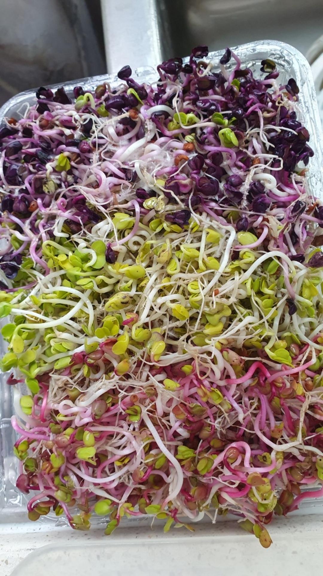 糖醋凉拌萝卜苗🌱