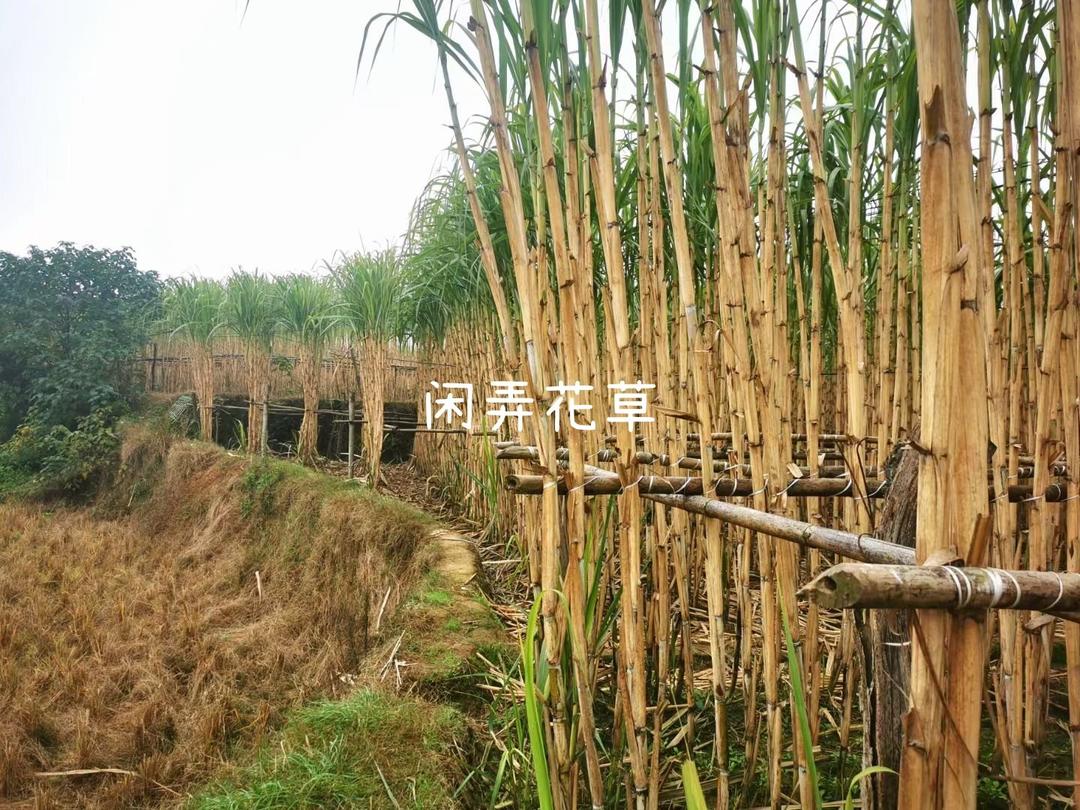 软糯香甜的红糖酒酿小圆子