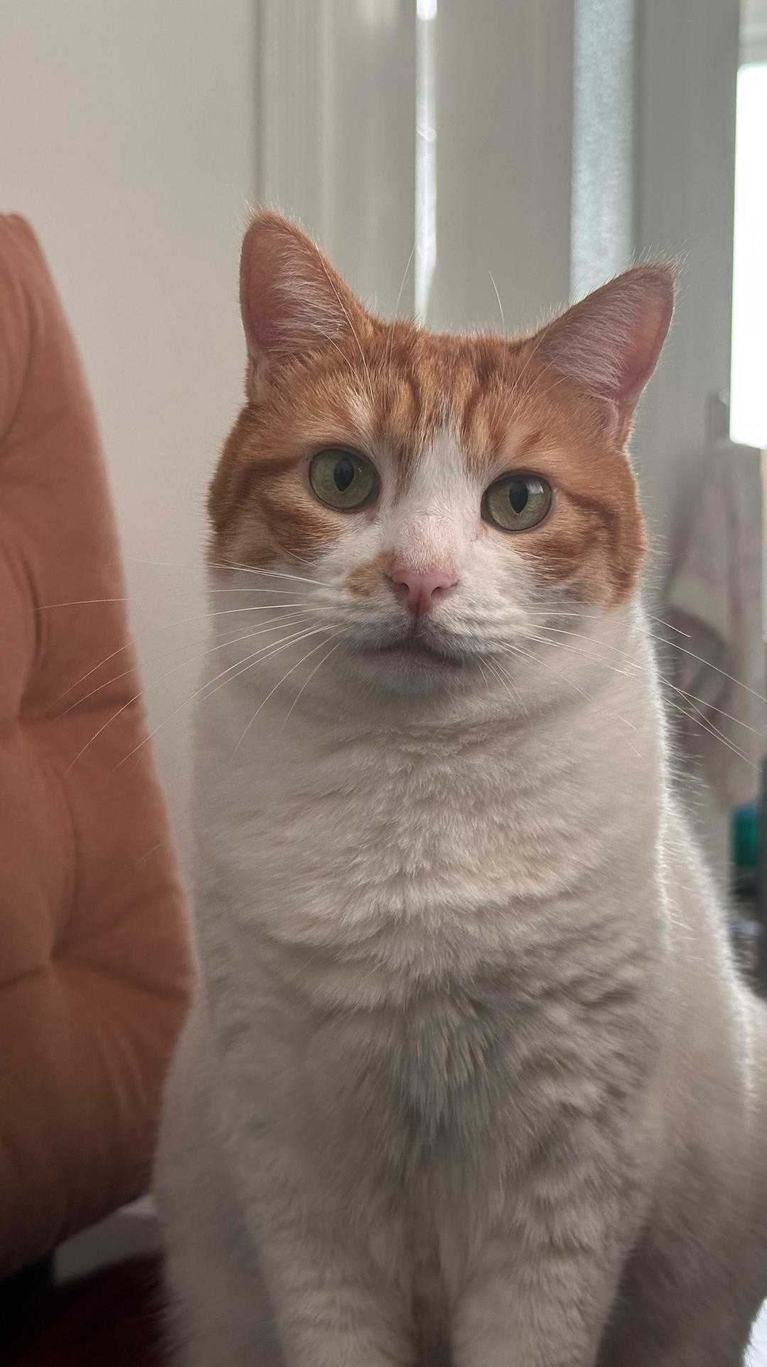 不想做饭的酷盖