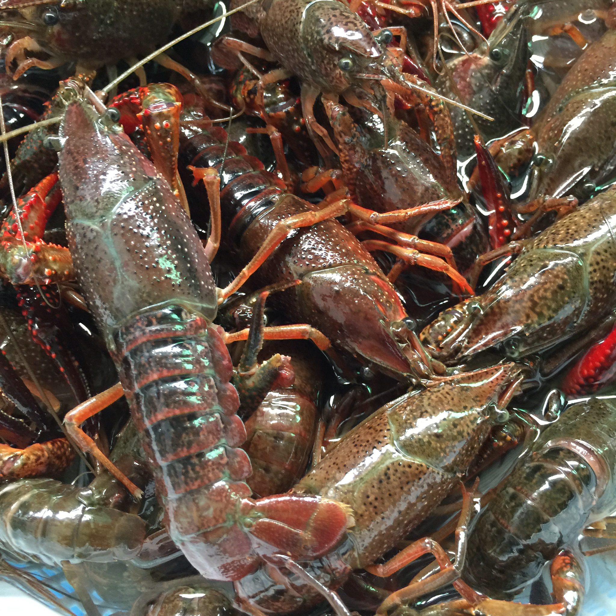 快乐萍萍分享作品午餐612016年4月28日路过菜场无意中发现小马虾,买