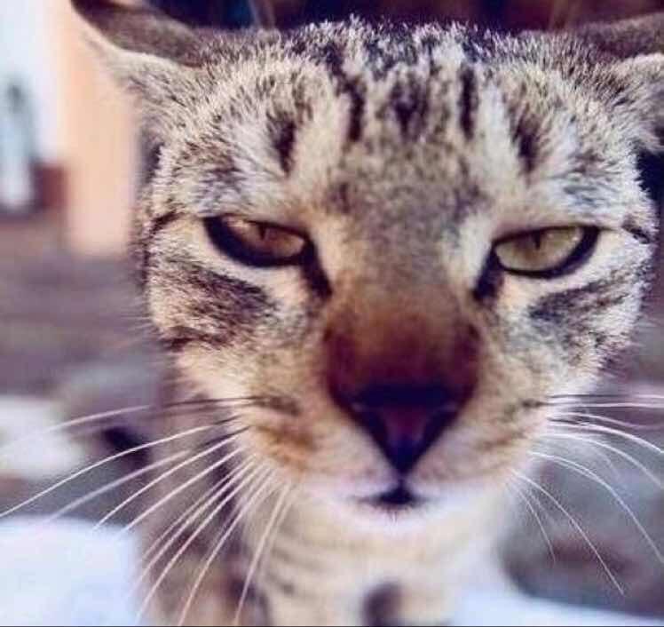 猫溺喵