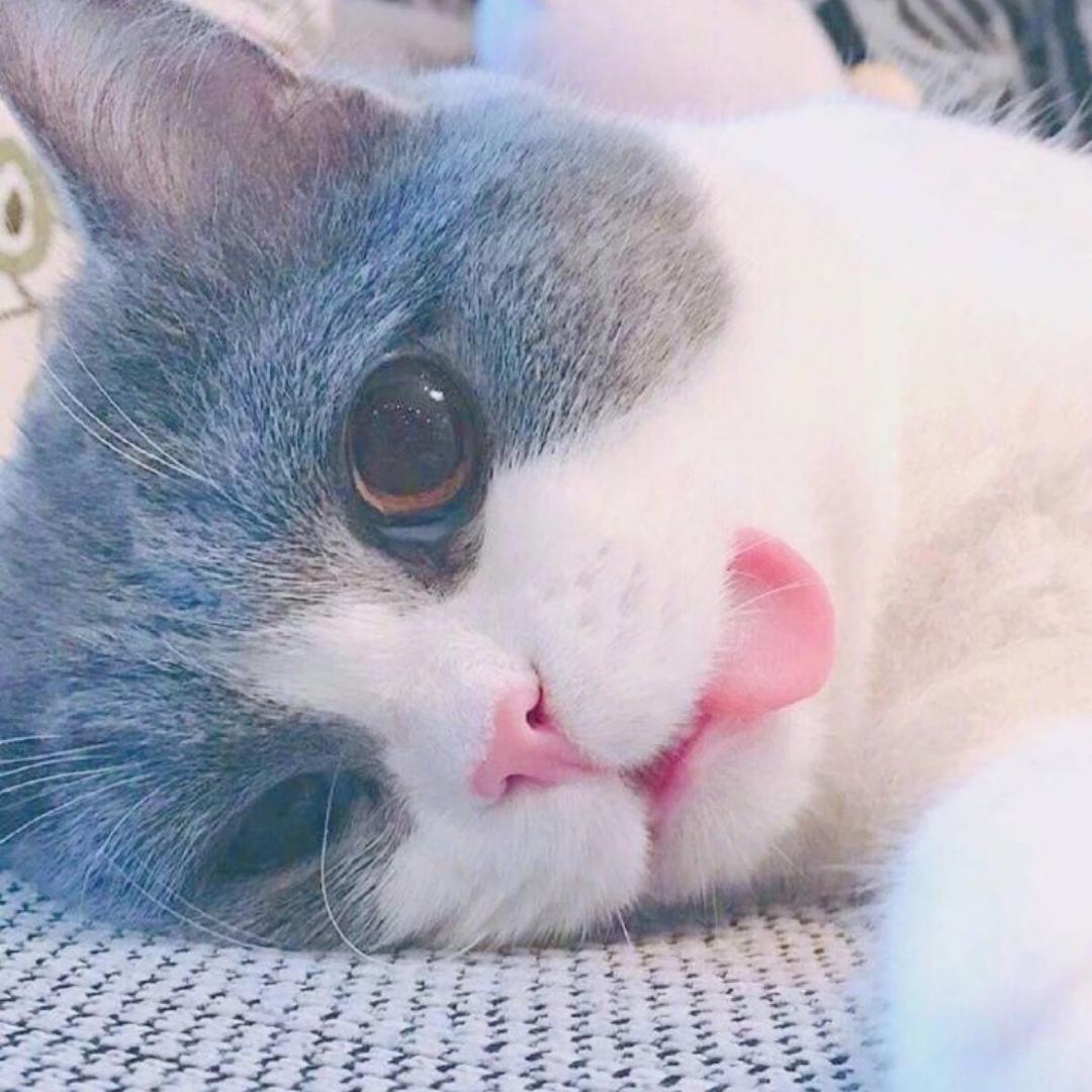 脸儿zZ