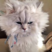 需要正能量爆崩的小优优