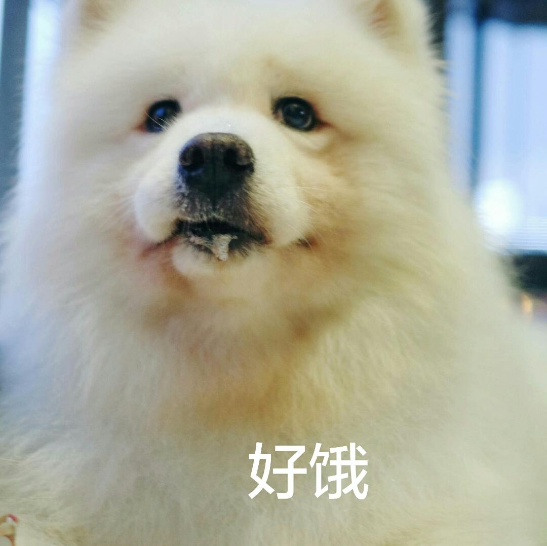 贞先生