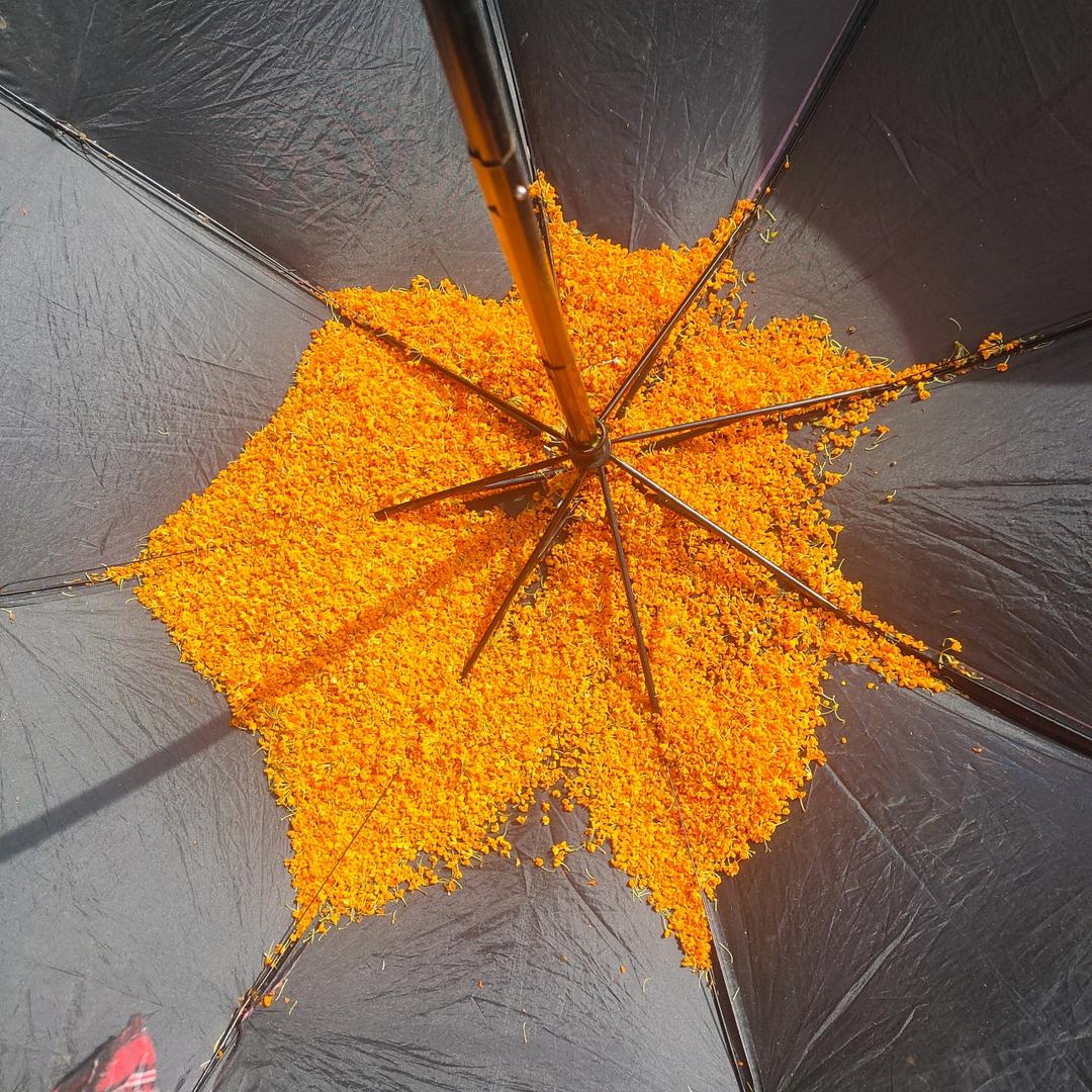 秋香请留步！（糖桂花，干桂花，附采摘tips）