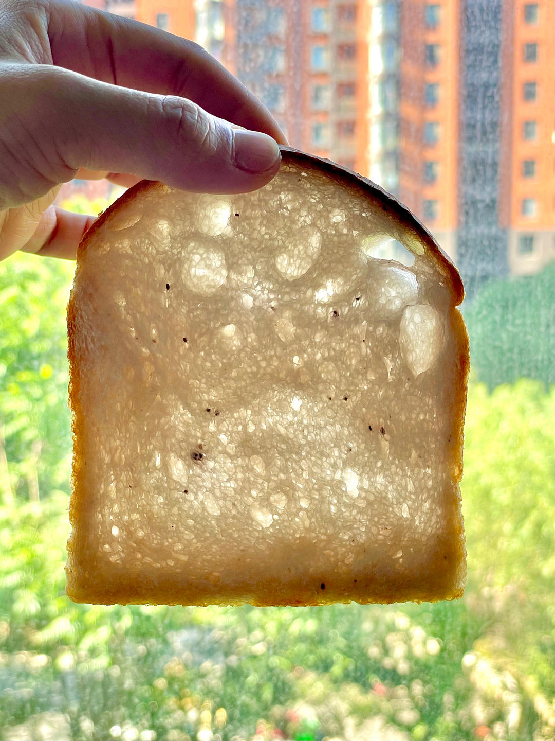 纯鲁邦种蓝莓脆皮吐司