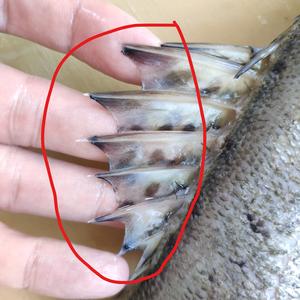 处理鲈鱼（或其他鱼类）的方法的做法 步骤3