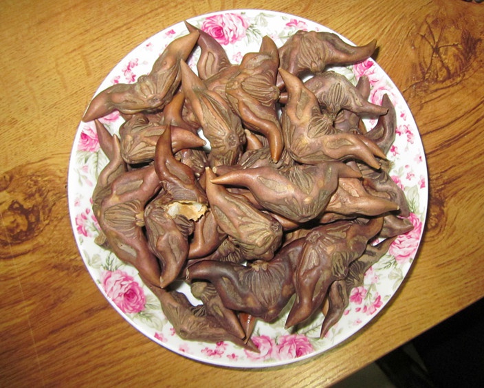 季节性之菱角 老菱