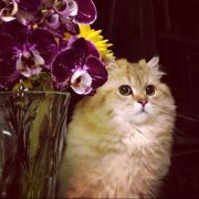 最雪白乾淨的少幫主