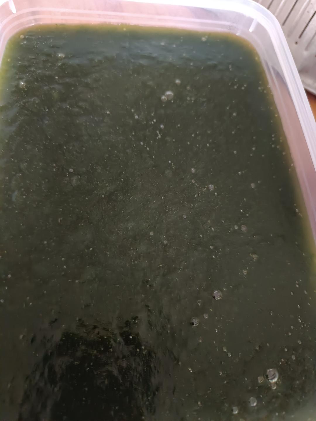 凉粉草（绿凉粉）