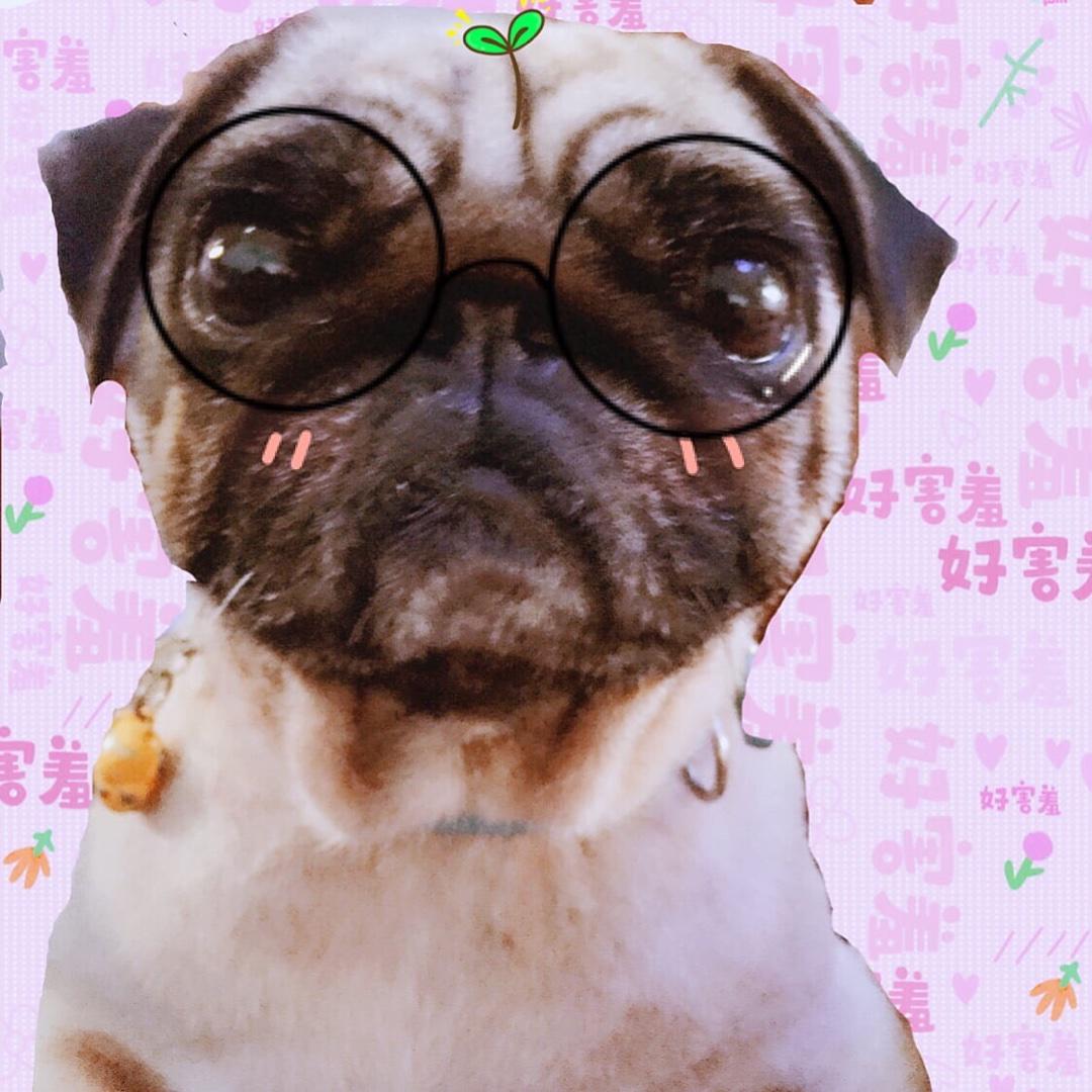 背着画板的流浪猫