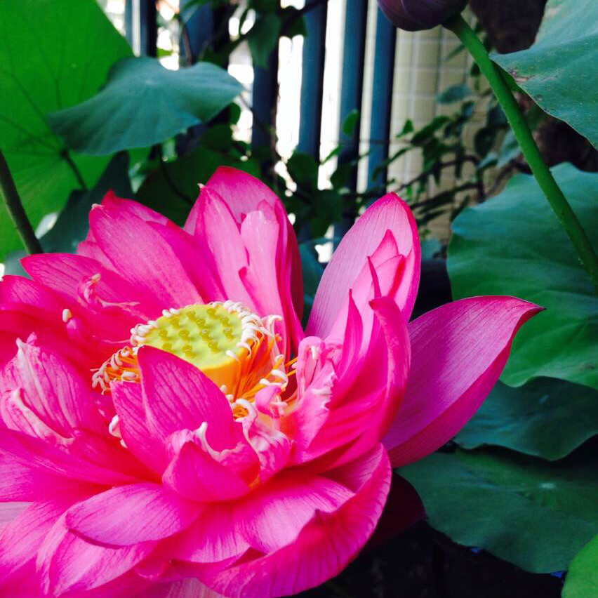 我们的厨房后花园