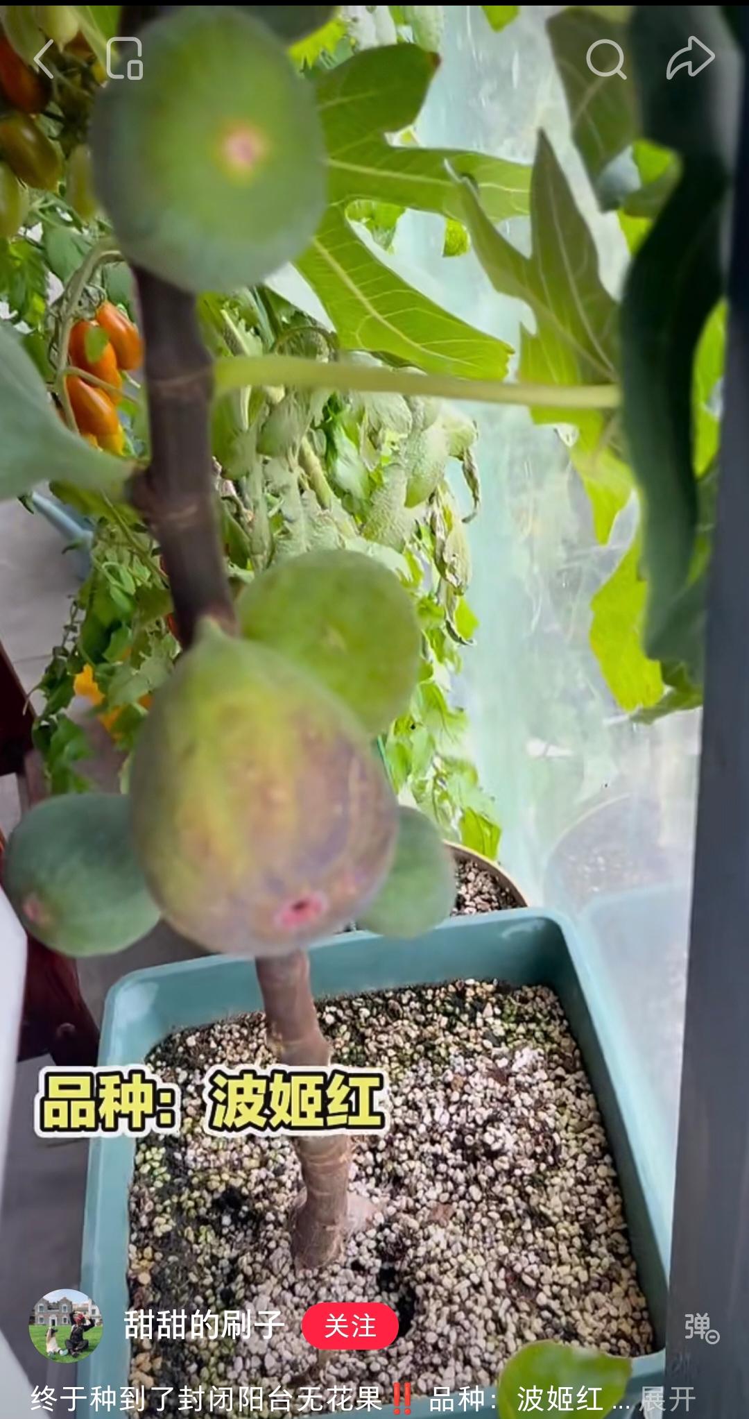 248 适合封闭室内阳台盆栽 早熟品种耐阴丰产新手友好的品种室内用补光灯