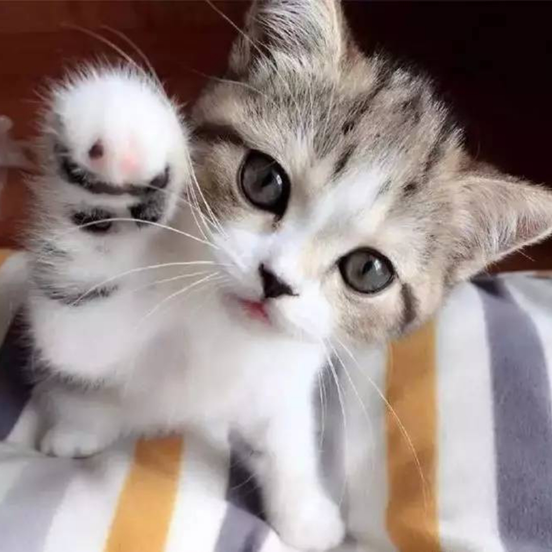 猫猫小爪爪