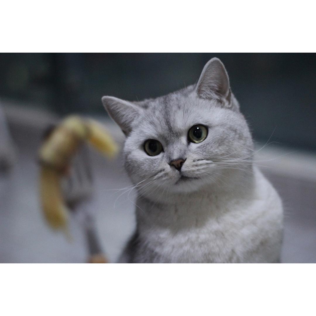 番茄肉酱意大利面