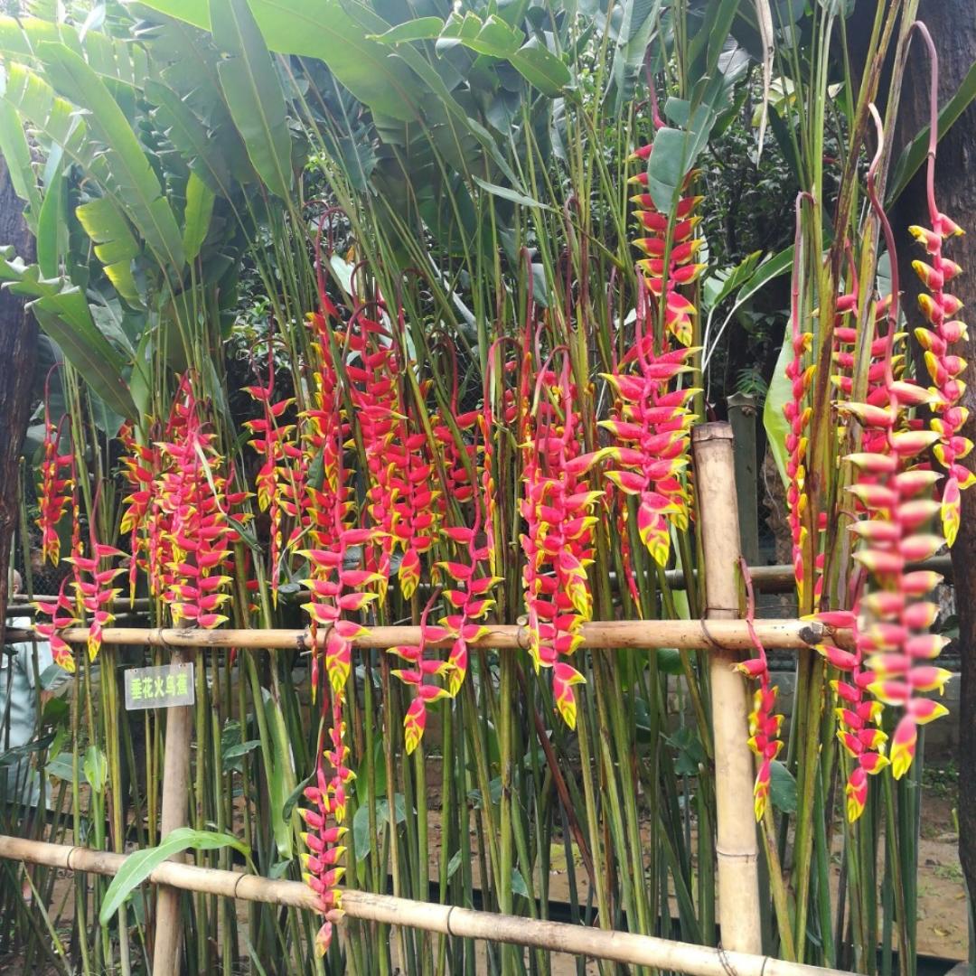 夏幼芬