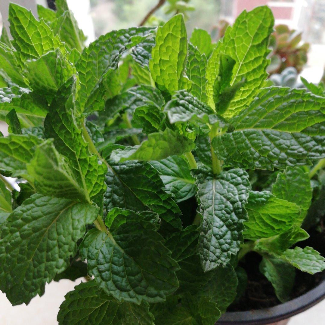 薄荷种植手册，如何把你的薄荷养到爆盆