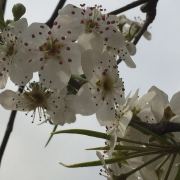 海藻花YY
