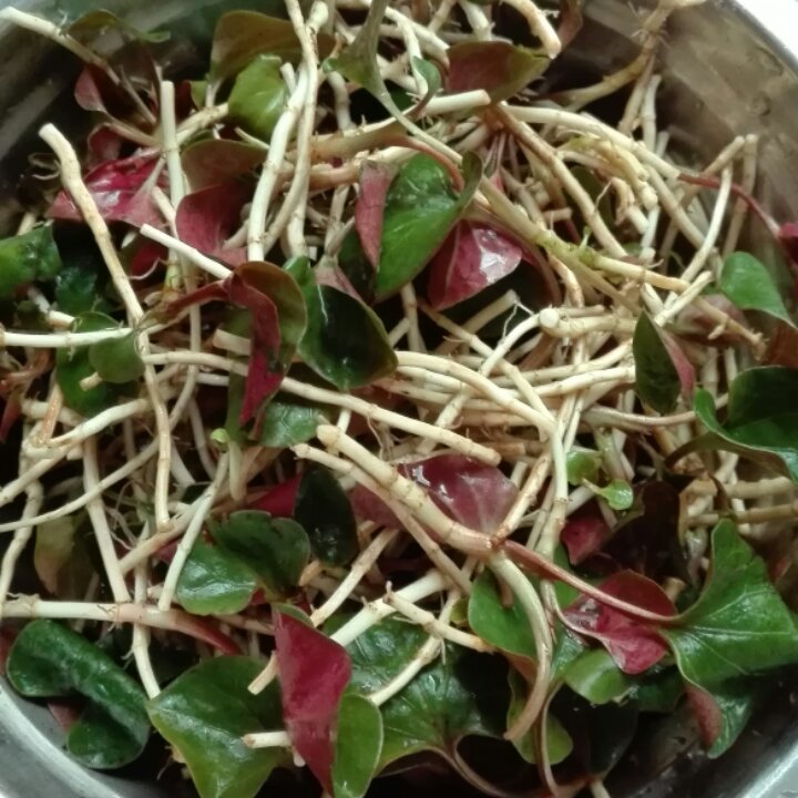 立yan做的凉拌折耳根