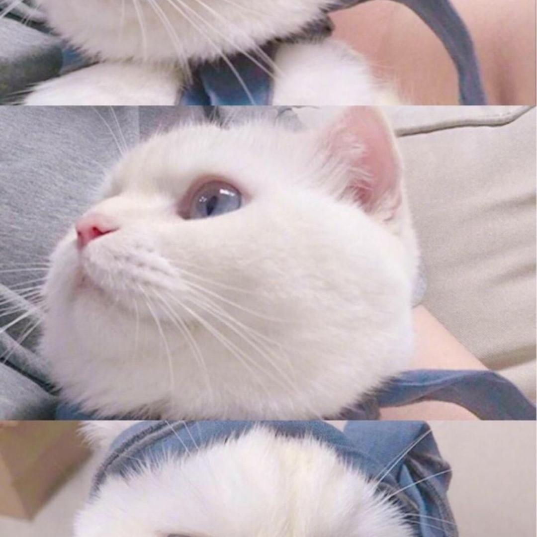 心大胃大