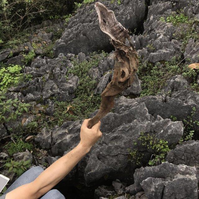 喜欢种花的电工厨子