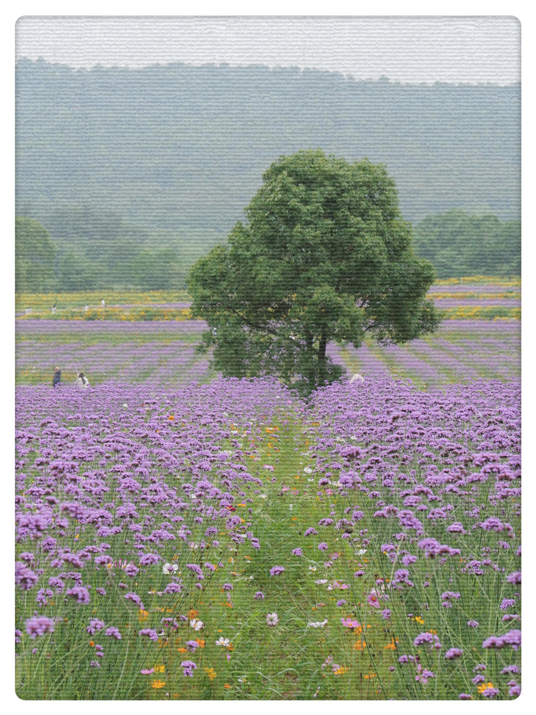 红薯土豆都是薯条