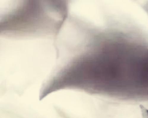 四处飘香、松软红枣核桃糕（无需泡打粉）的做法 步骤4