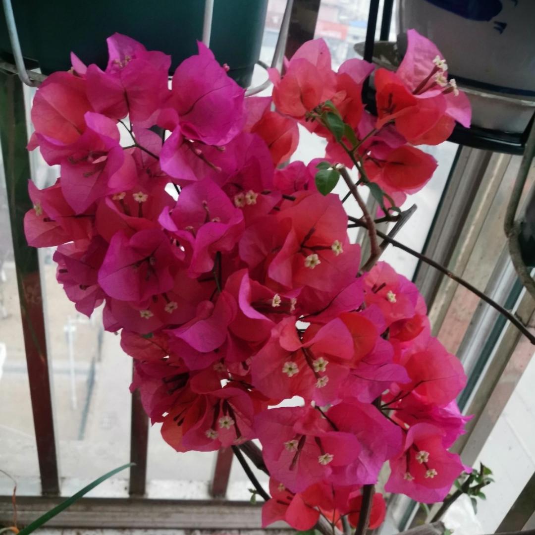 下厨房用户_ksxja