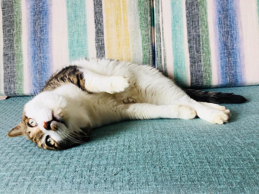 宠物猫狗大相册的做法