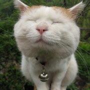 猫一猫二猫三猫三点五狗四