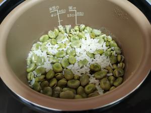 朴素的蚕豆饭的做法 步骤2
