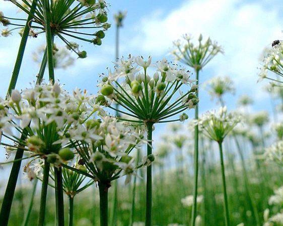 自制韭菜花酱，干净、卫生又安全。