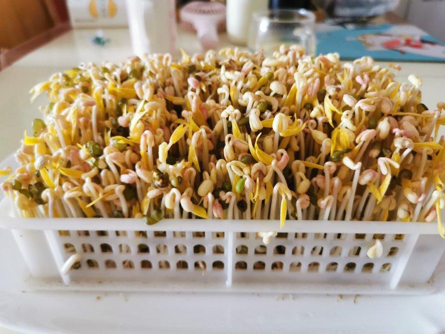 一把绿豆，一盆水，超级简单的懒人自发豆芽，零添加的豆芽爆盆秘密