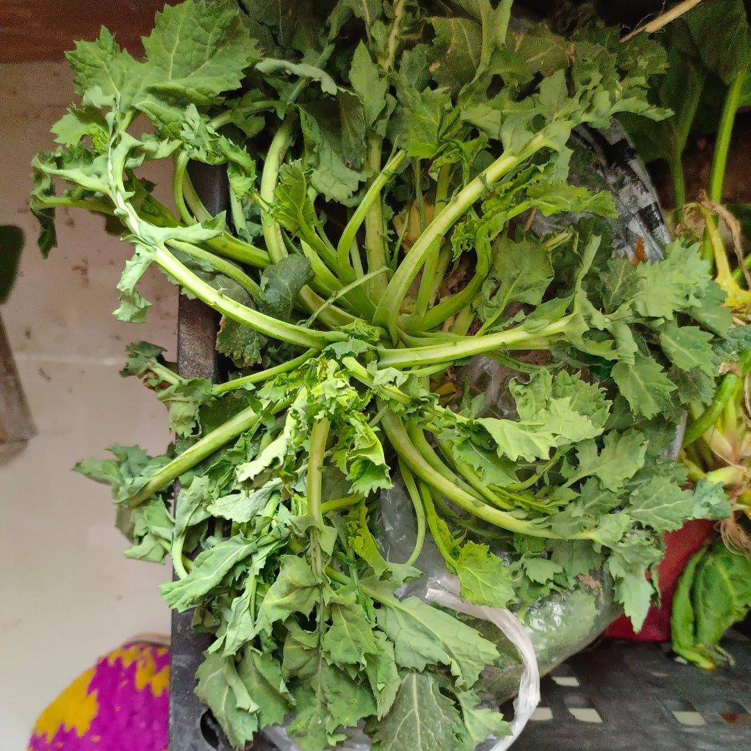 春天野菜香：凉拌荠菜