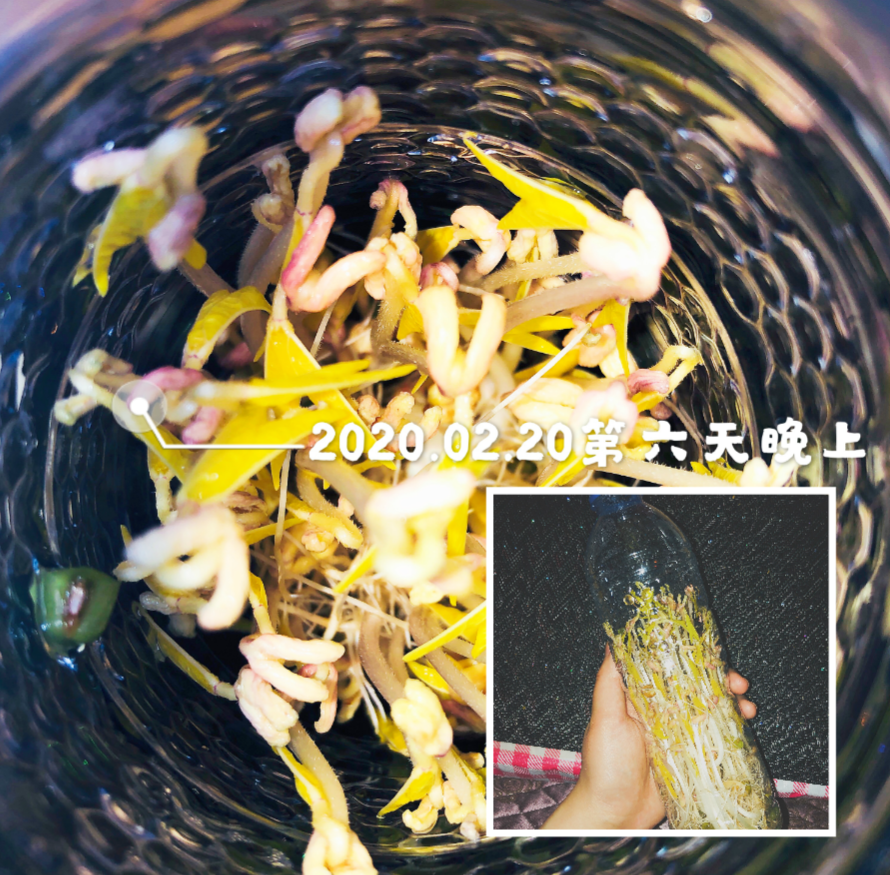 自发绿豆芽~宅客解锁新技能