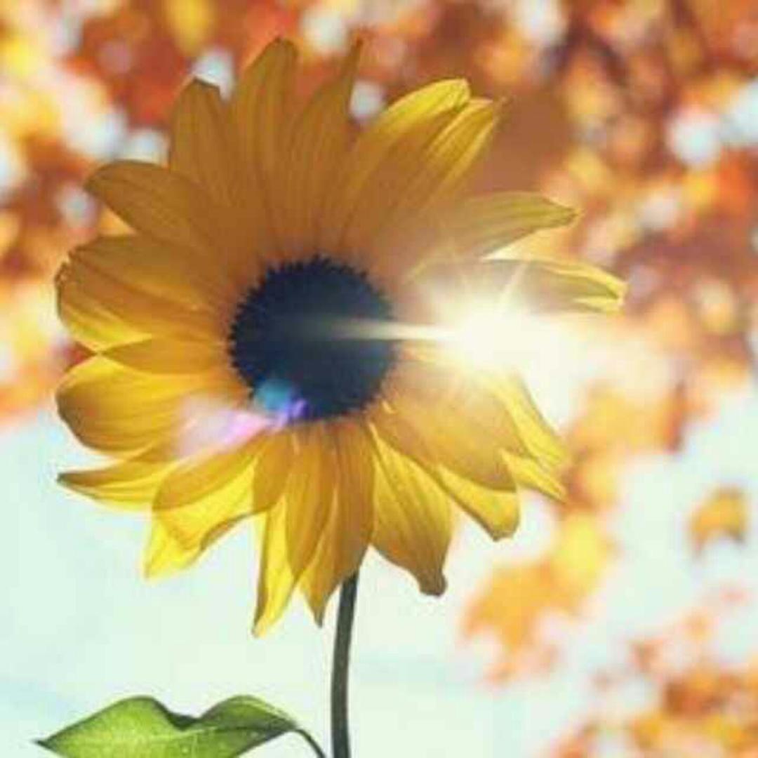 手机用户6362_9e4p