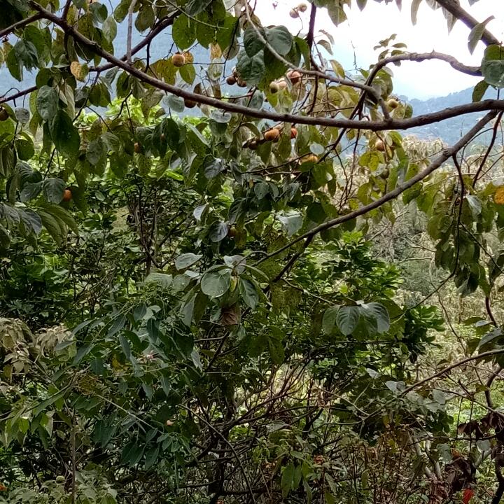 潴一样的队友