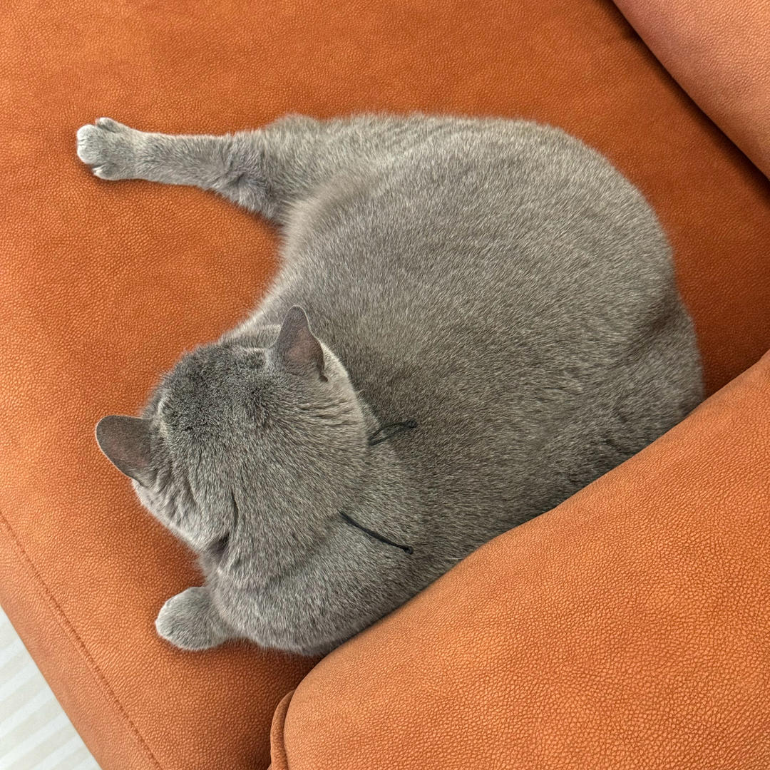 么耶咩