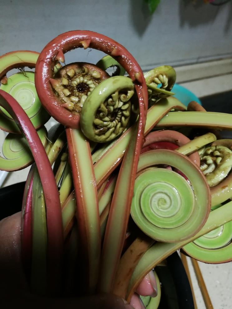 山珍：野蕨菜的前期处理