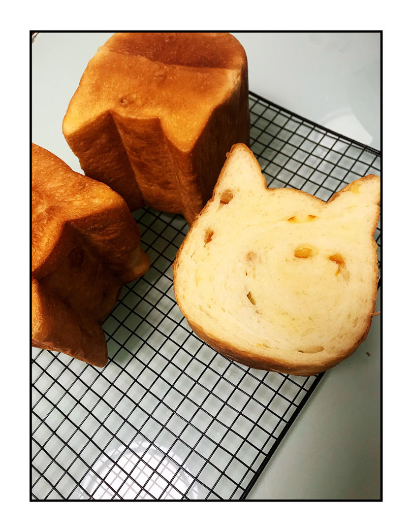 🐈风和日丽🐱可爱猫咪吐司
