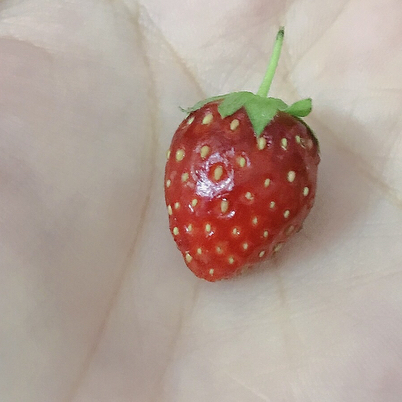 小草莓null